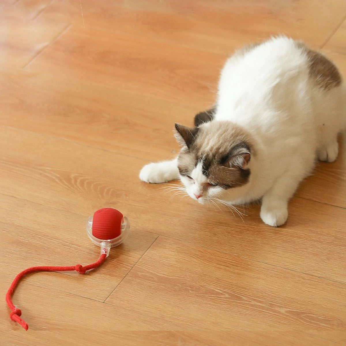 Interactive Smart Cat Ball with LED Lights Battery Operated Toy for Kittens And Cats Interactive Moving Ball